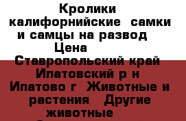 Кролики (калифорнийские) самки и самцы на развод! › Цена ­ 200 - Ставропольский край, Ипатовский р-н, Ипатово г. Животные и растения » Другие животные   . Ставропольский край